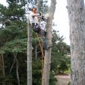 Sectional dismantle of Black Pine or Pinus nigra